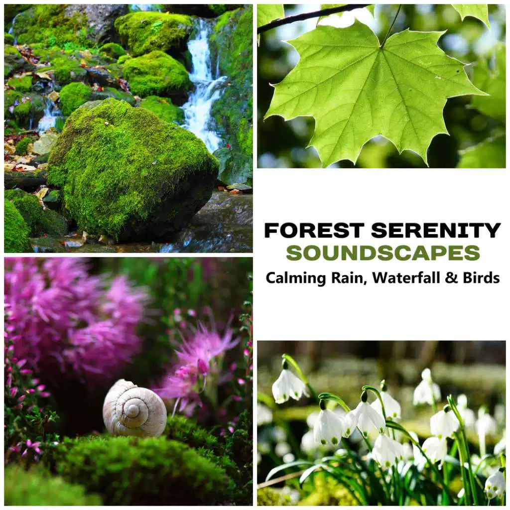 Forest Serenity Soundscapes: Calming Rain, Waterfall & Birds – Music & Beautiful Sounds of Woodland Stream for Restful Sleep, Massage Therapy, Soothing Spa Ambient, Nourishment & Peacefulness