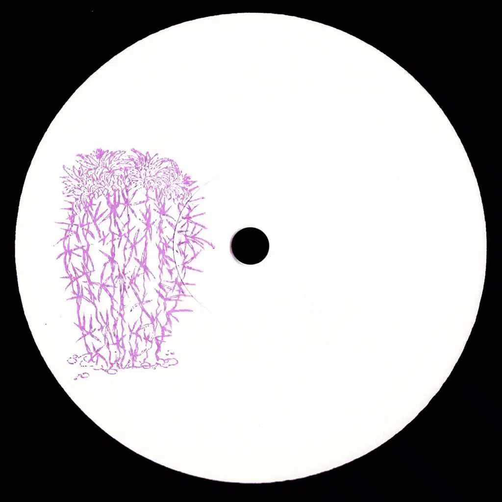 Stenocactus crispatus