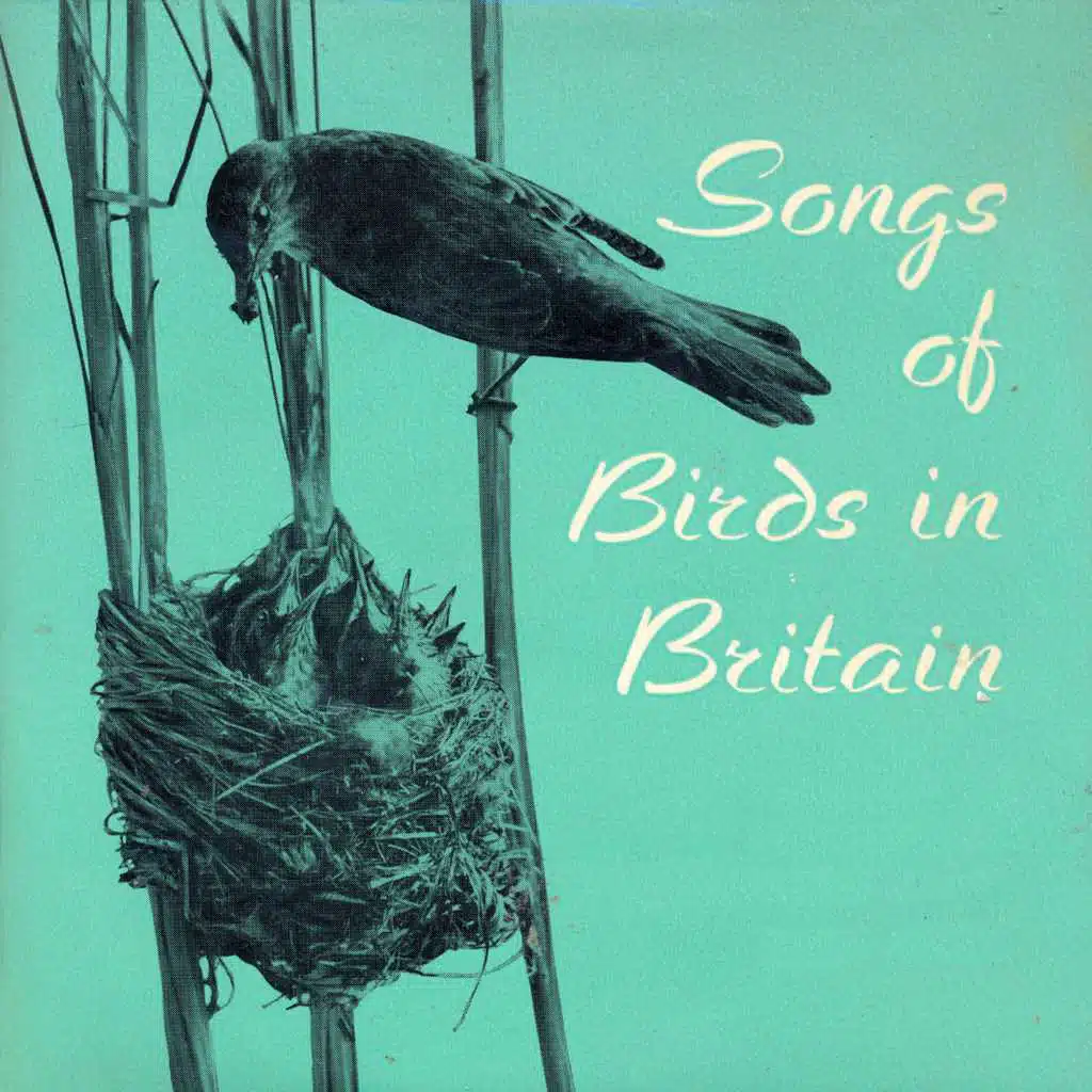 Songs of Birds in Britain