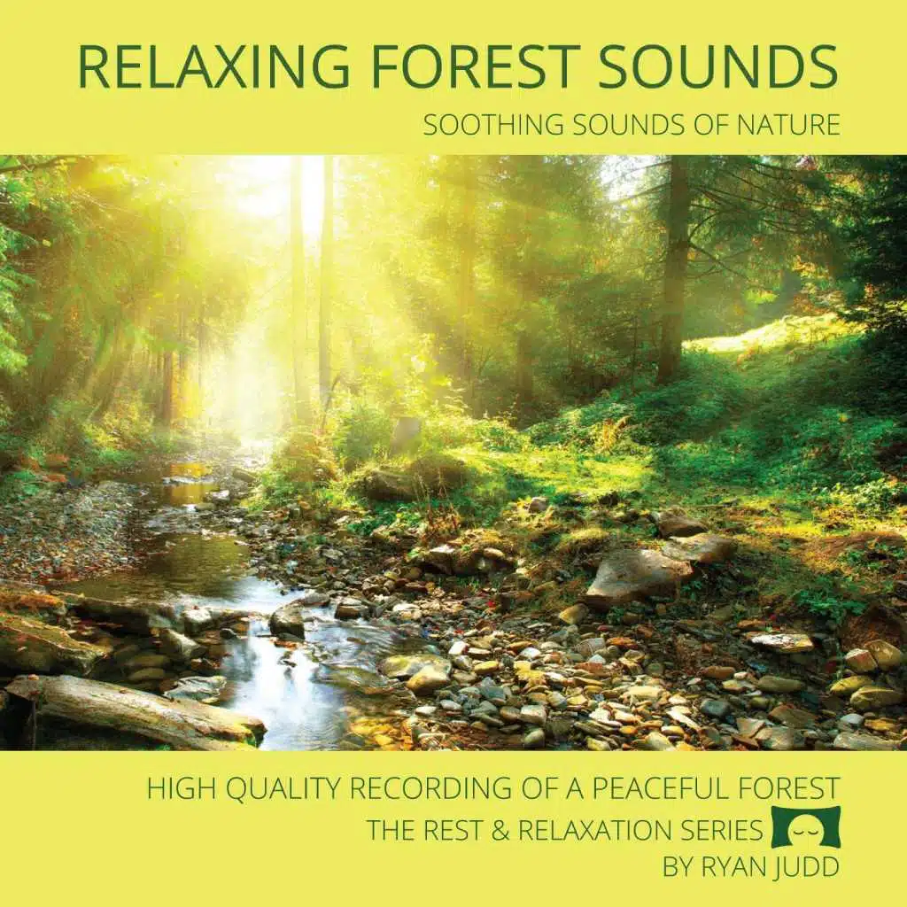 Relaxing Forest Sounds for Meditation