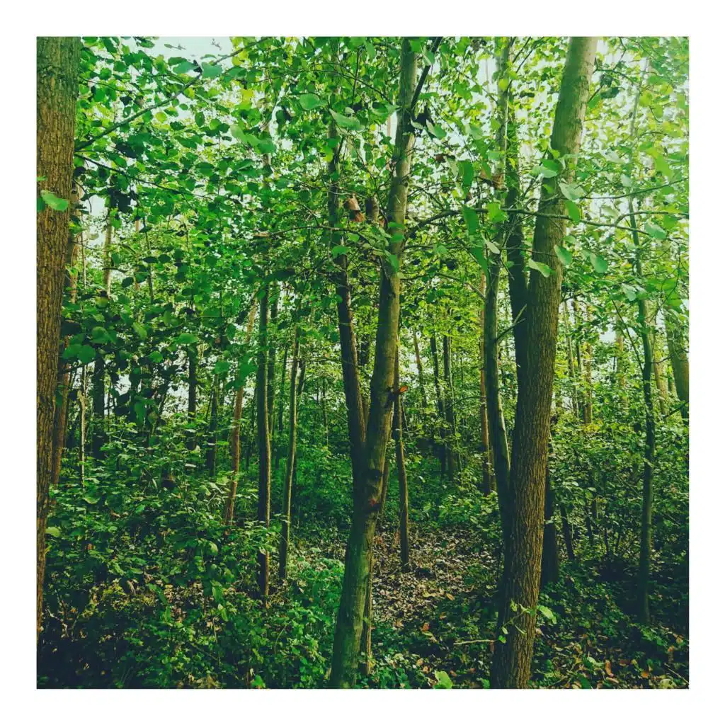 GreenWoods