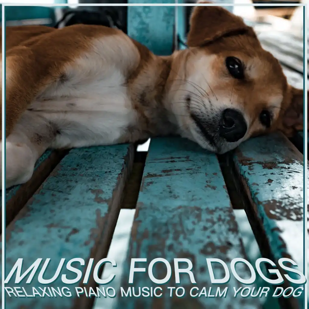 Music for Dogs: Relaxing Piano Music to Calm Your Dog