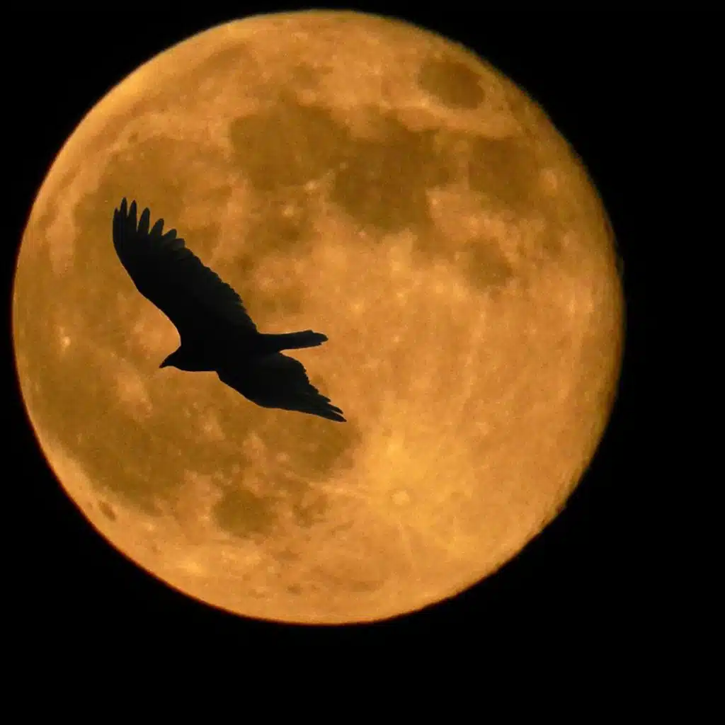Moonhawk Conspiracy (feat. Hans Persson)