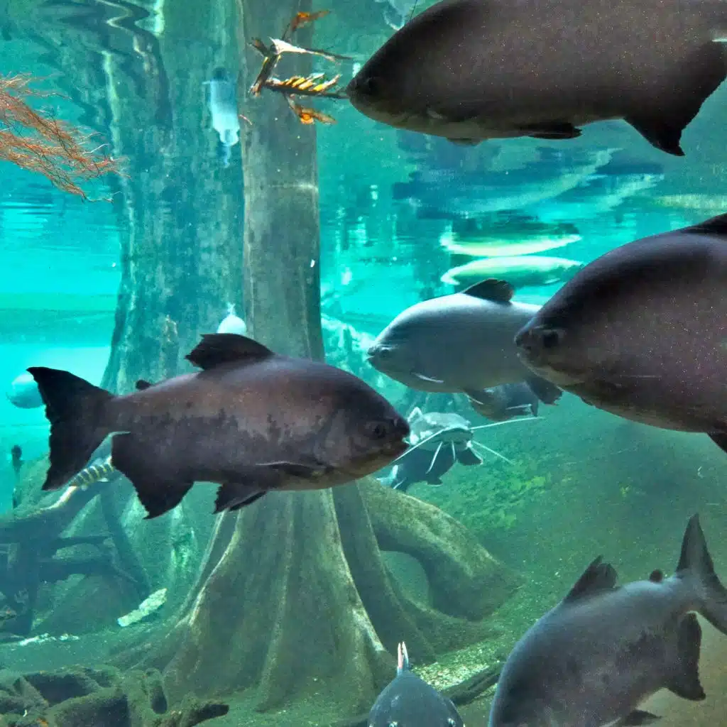 Deep Underwater Sounds from Exotic Amazonian Flooded Forest