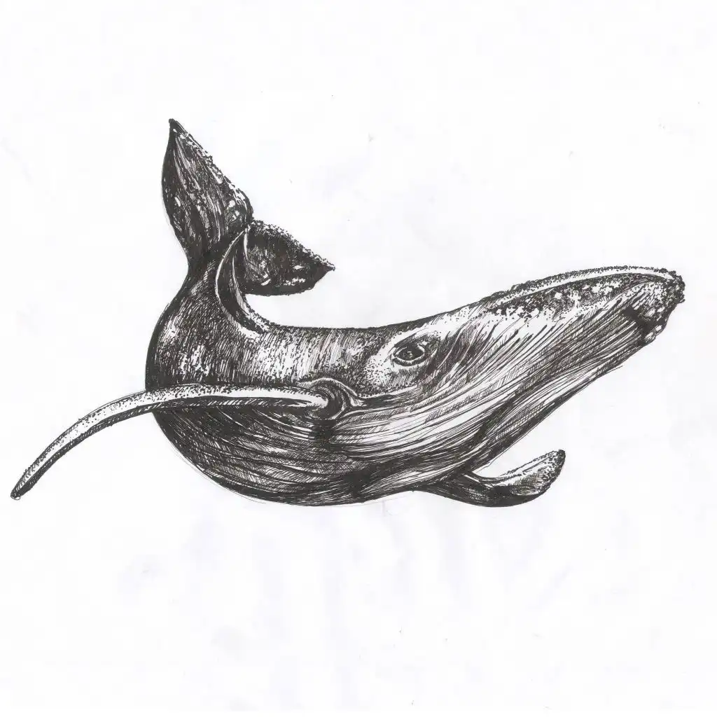 Whale 52