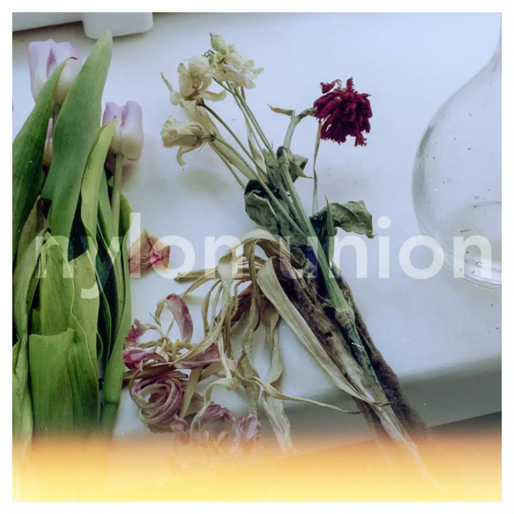 Into Waters Islands Dreams and Creatures Come