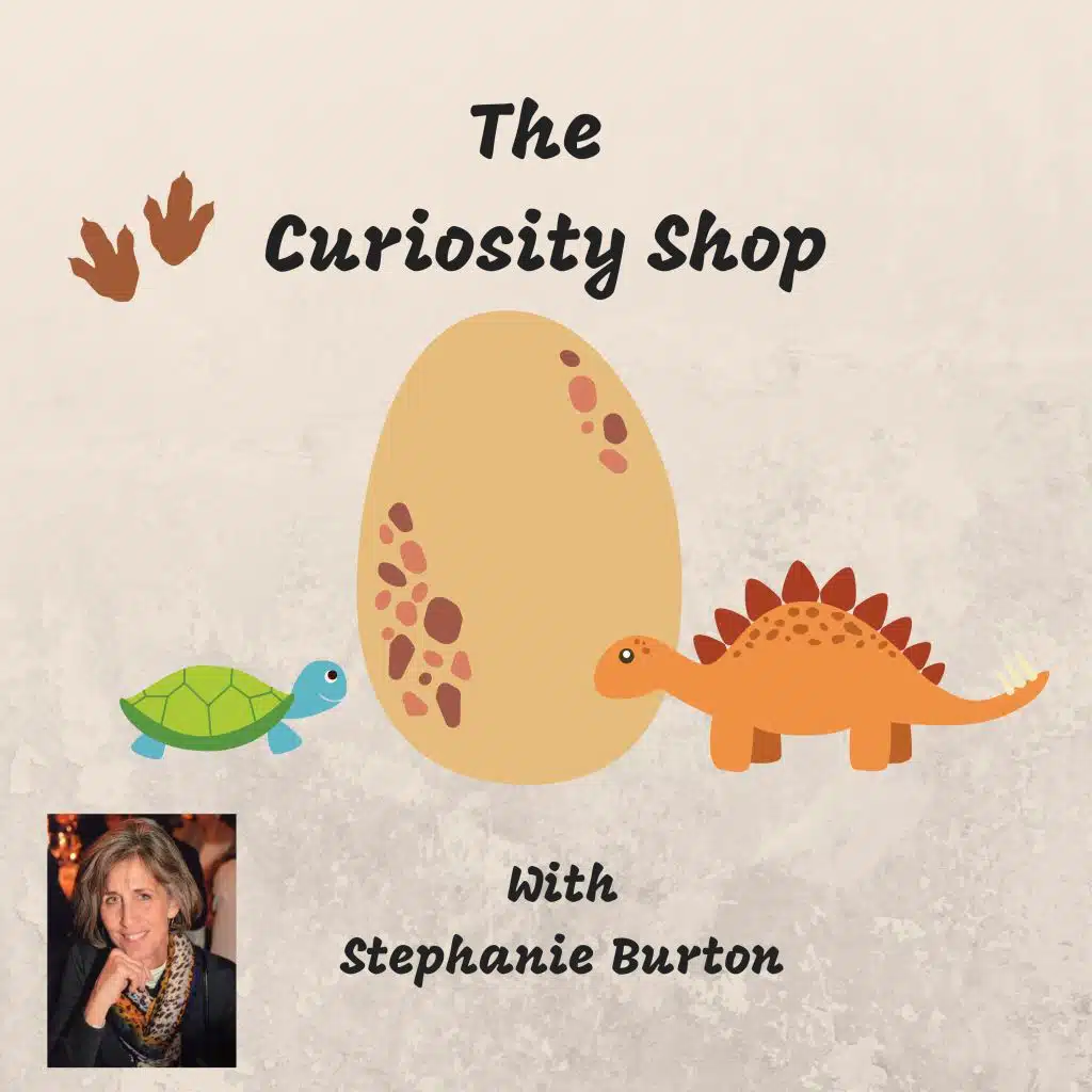 The Curiosity Shop