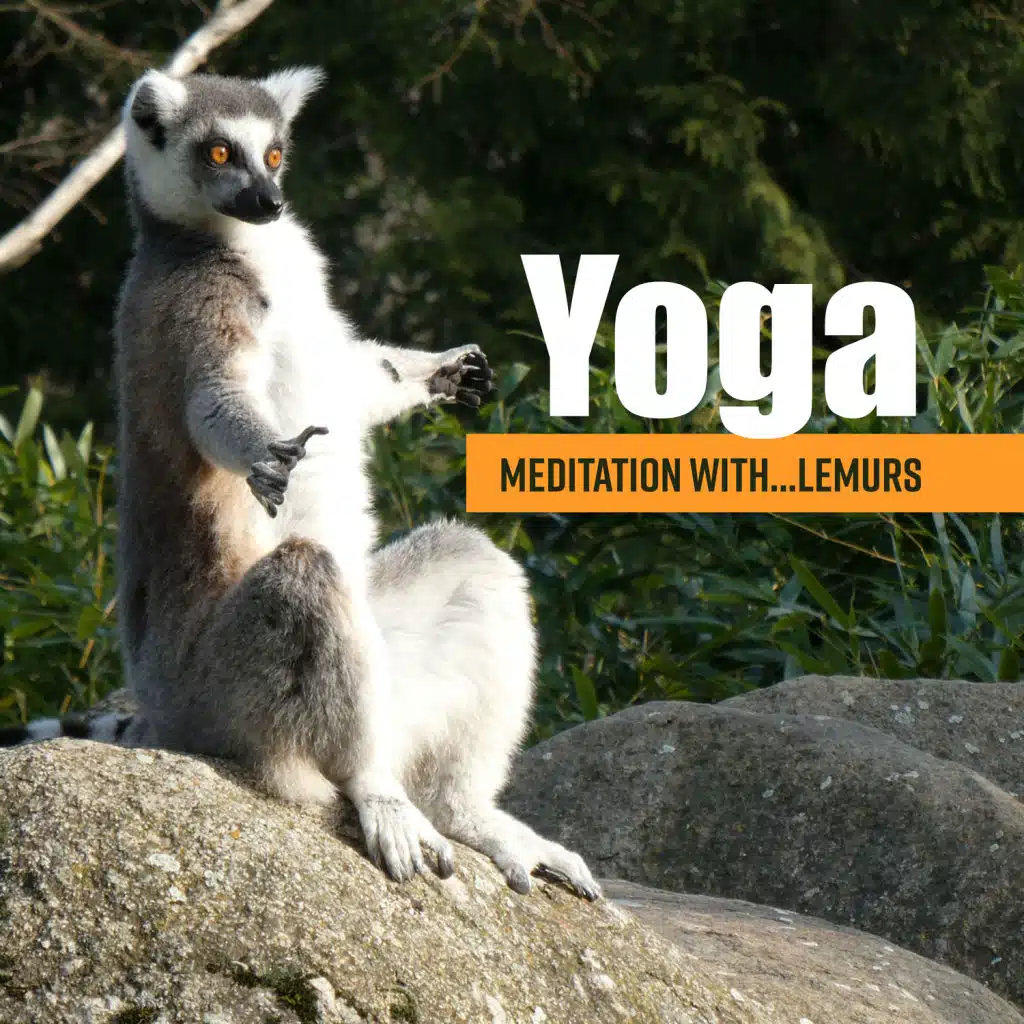 Yoga Meditation with… Lemurs