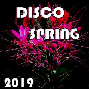 Disco Spring 2019