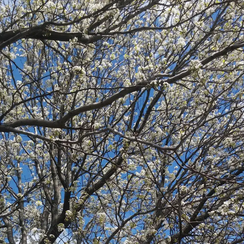 Nose Always in Blossoms