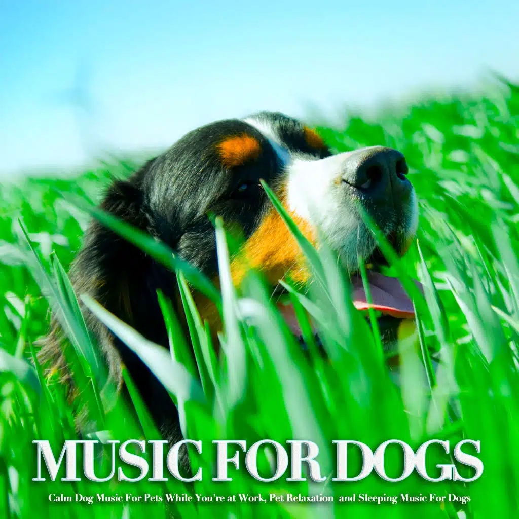 Dog Music