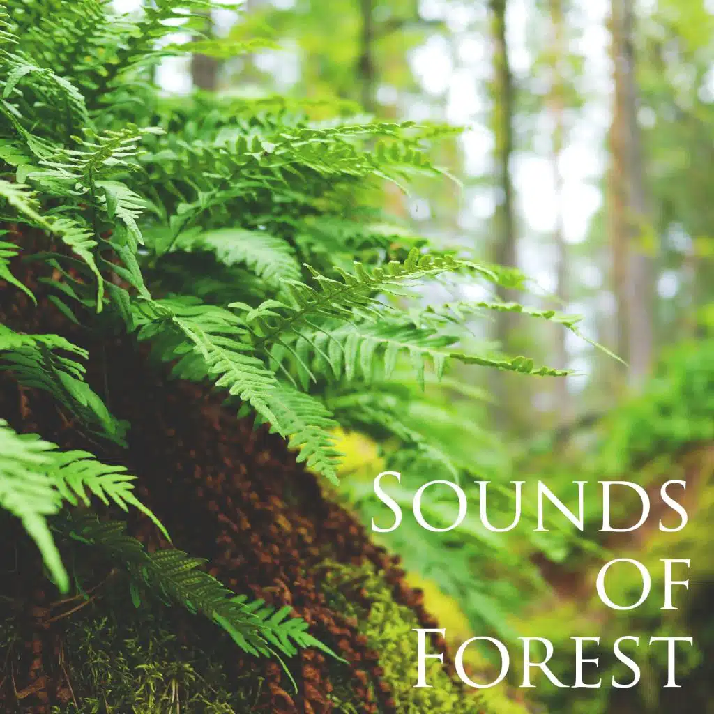 Sounds of Forest