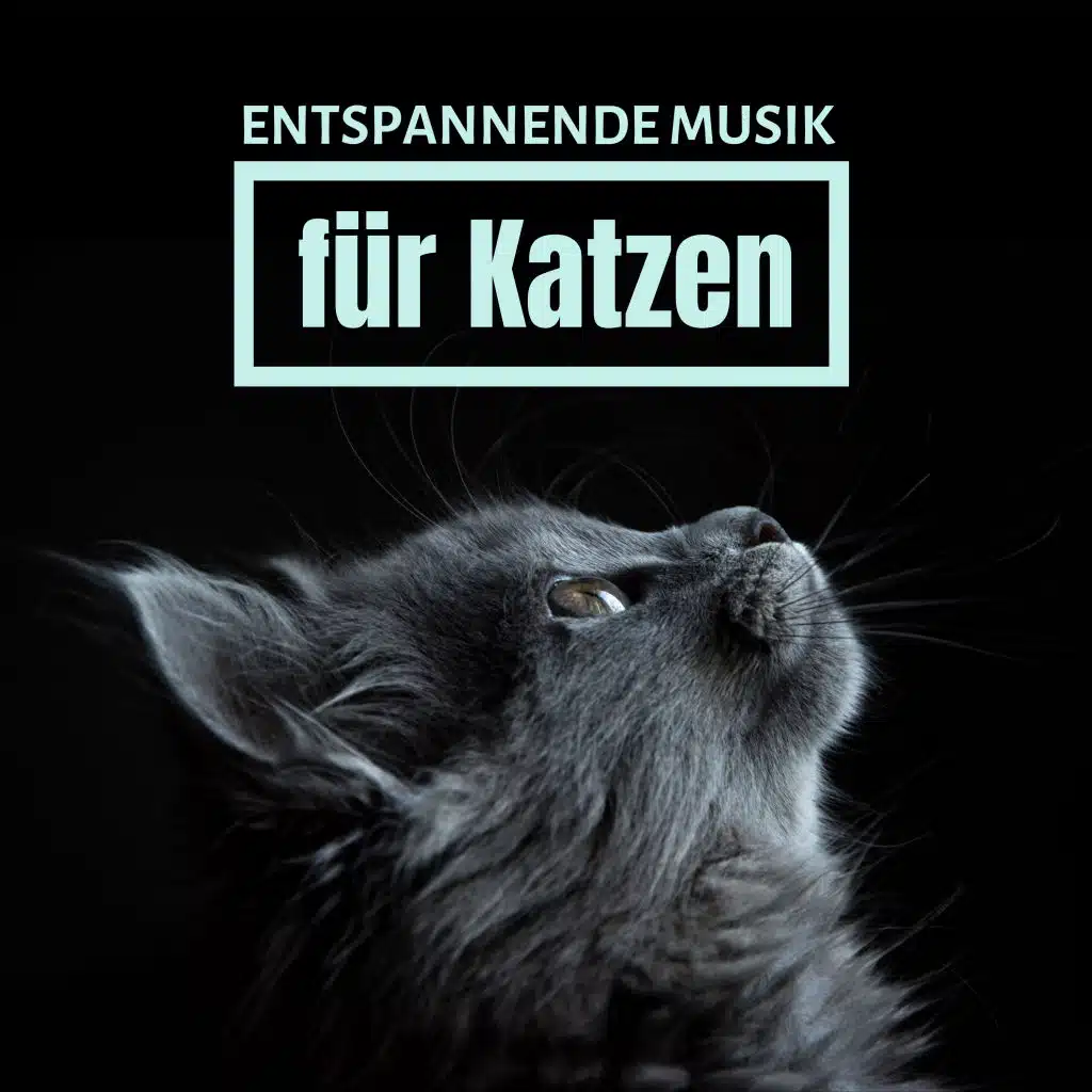 Entspannende Musik für Katzen