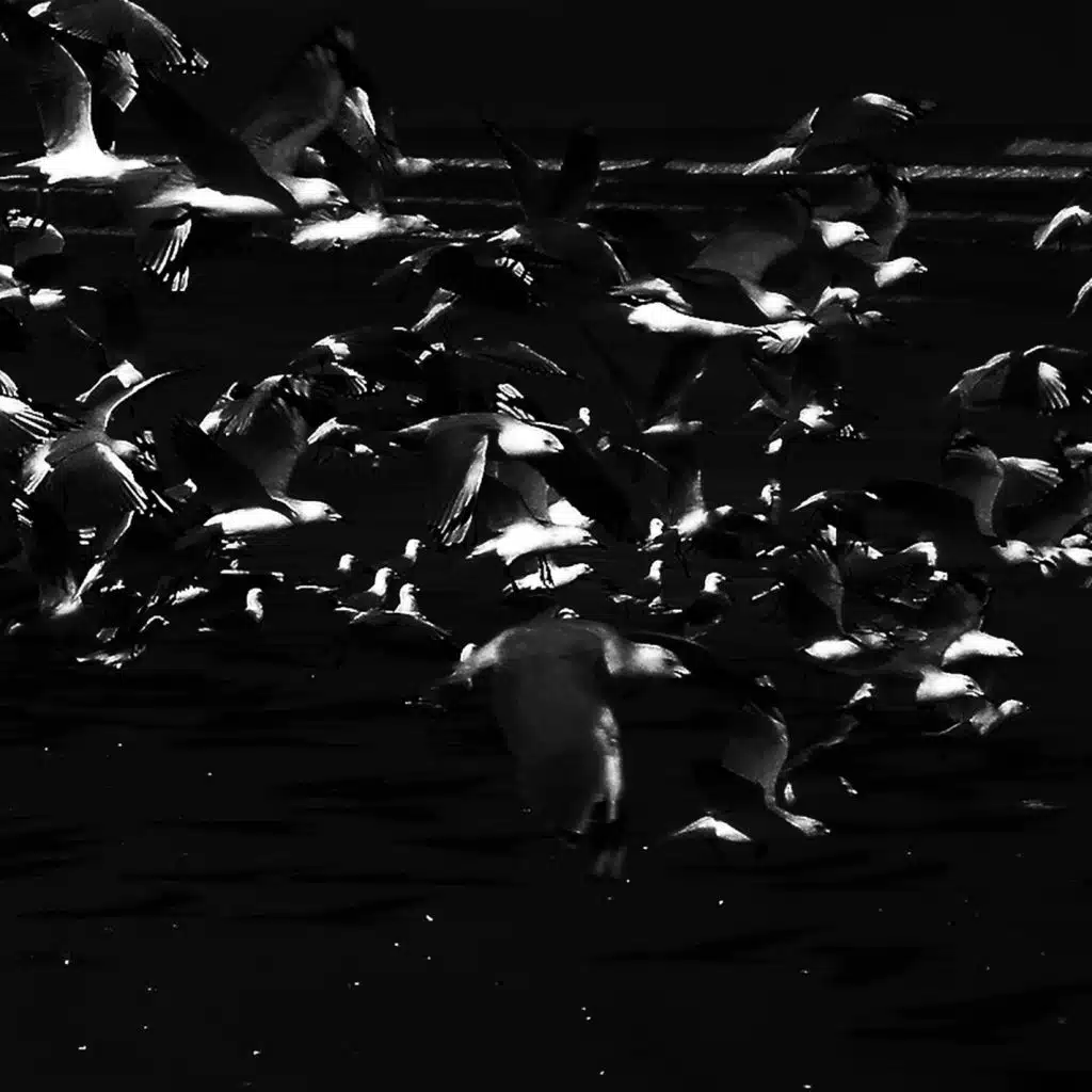 the flock descends