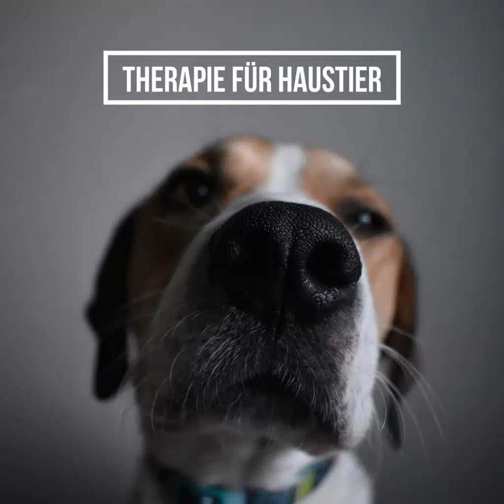 Anti-Stress-Haustierzone