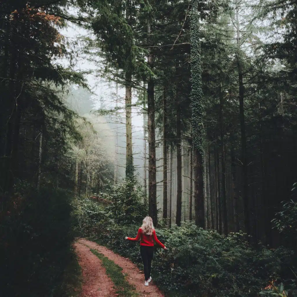 Rain Sound, River Water and Nature Forest Sounds Collection for Fast Sleep [Loopable]