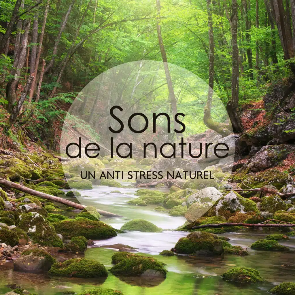 Sons de la nature: Un anti stress naturel - Collection pour exercices de respiration, Méditation et visualisation