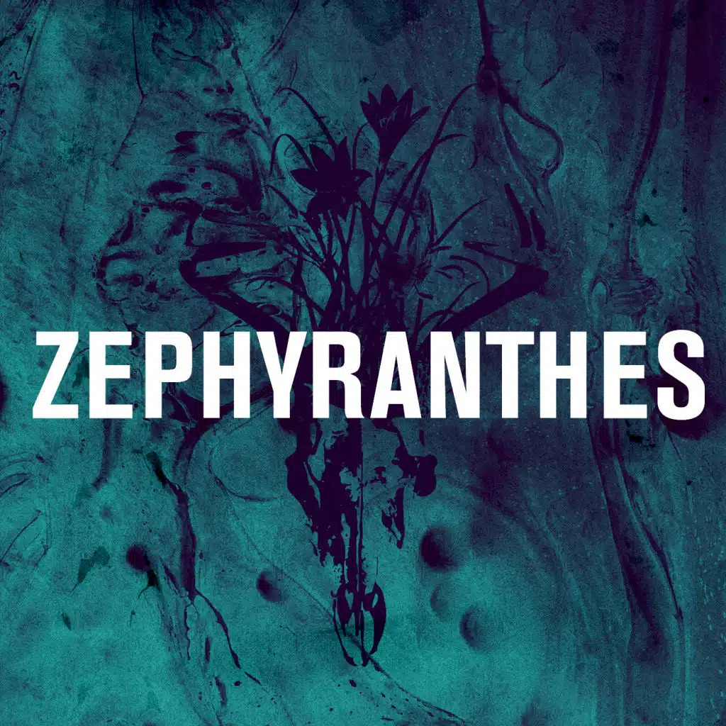 Zephyranthes
