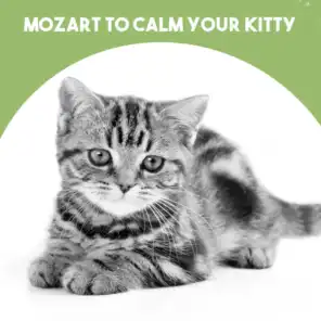 Mozart to calm your Kitty