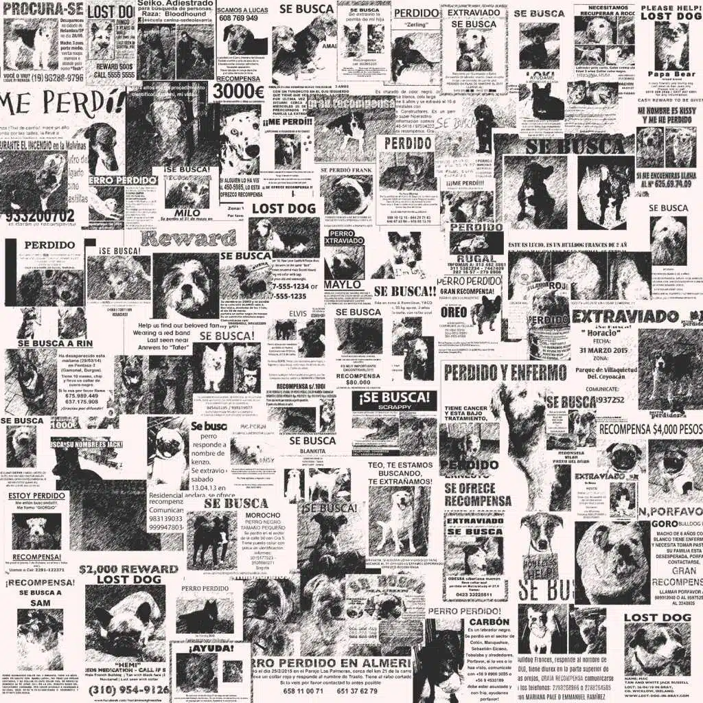 Perro Fugado