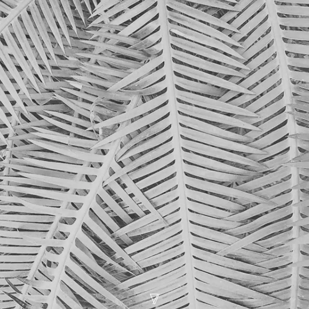 Noah Pred, Pablo Bolivar