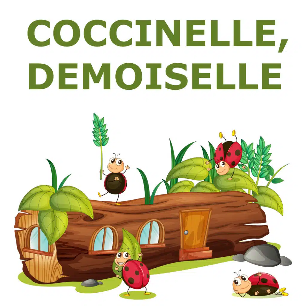 Coccinelle, demoiselle