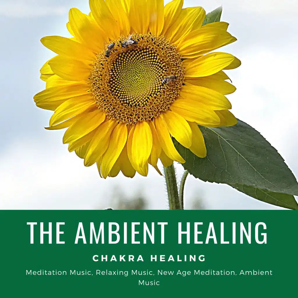 Easy Malodic Mind Body Soul Balancing Ambient Harmonies, Buddha Meditation and Deep Dhayana Music, Soul Cleansing and Healing Project, White Noise Aura Purification Sounds, Relaxing Soothing Lullaby Ambient Sleep Music, Calm Easy Mindful and Mellow Healing Music, Serene Deep Sleep Ambient Music, Moo