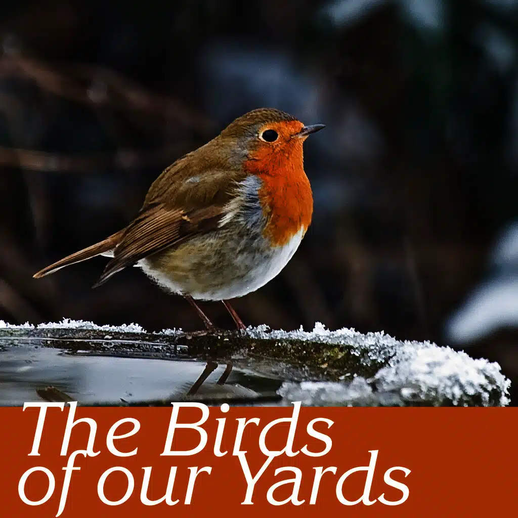 The birds of our yards