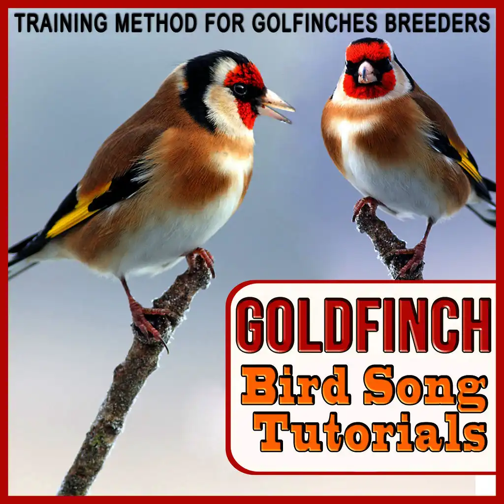 Training Method for Goldfinches Breeders. Goldfinch Bird Song Tutorials