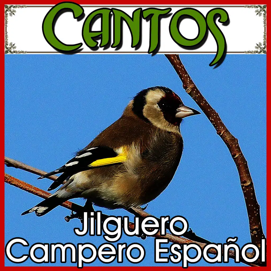 Cantos, Todos los Cantos Para Enseñanza. Jilguero Campero Español