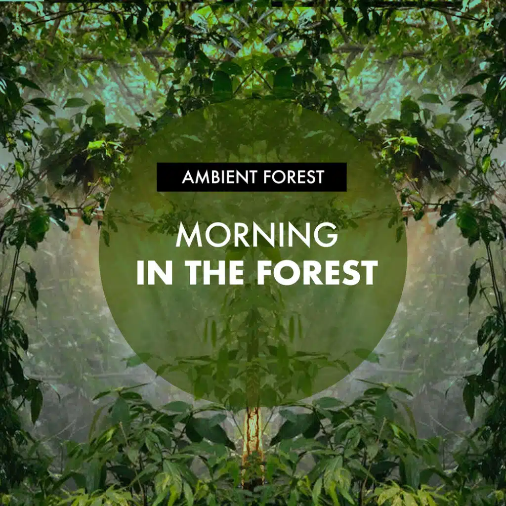 Morning in the Forest