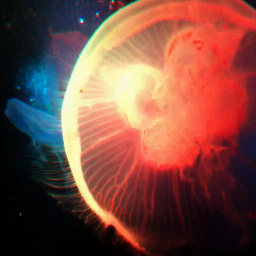 No Shape Can Hold Me Now