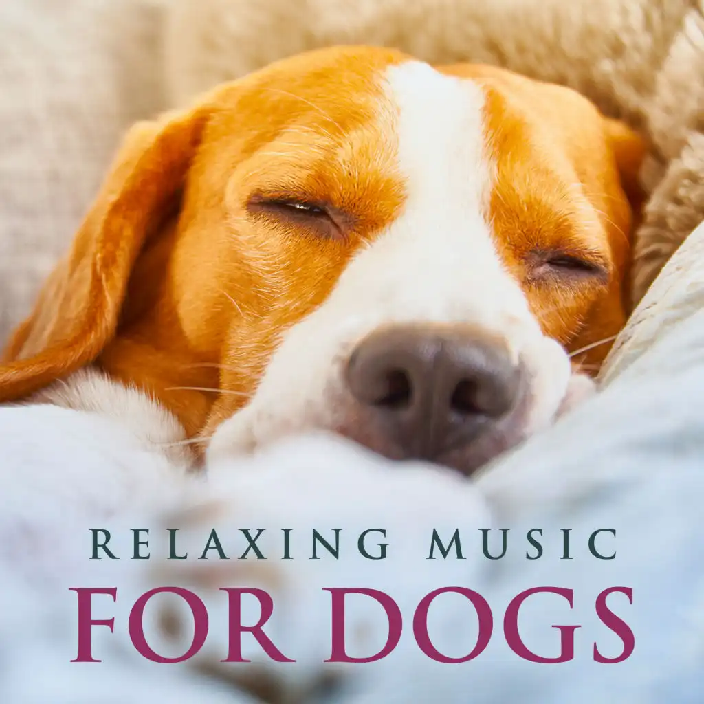 Calm Piano Music For Dogs