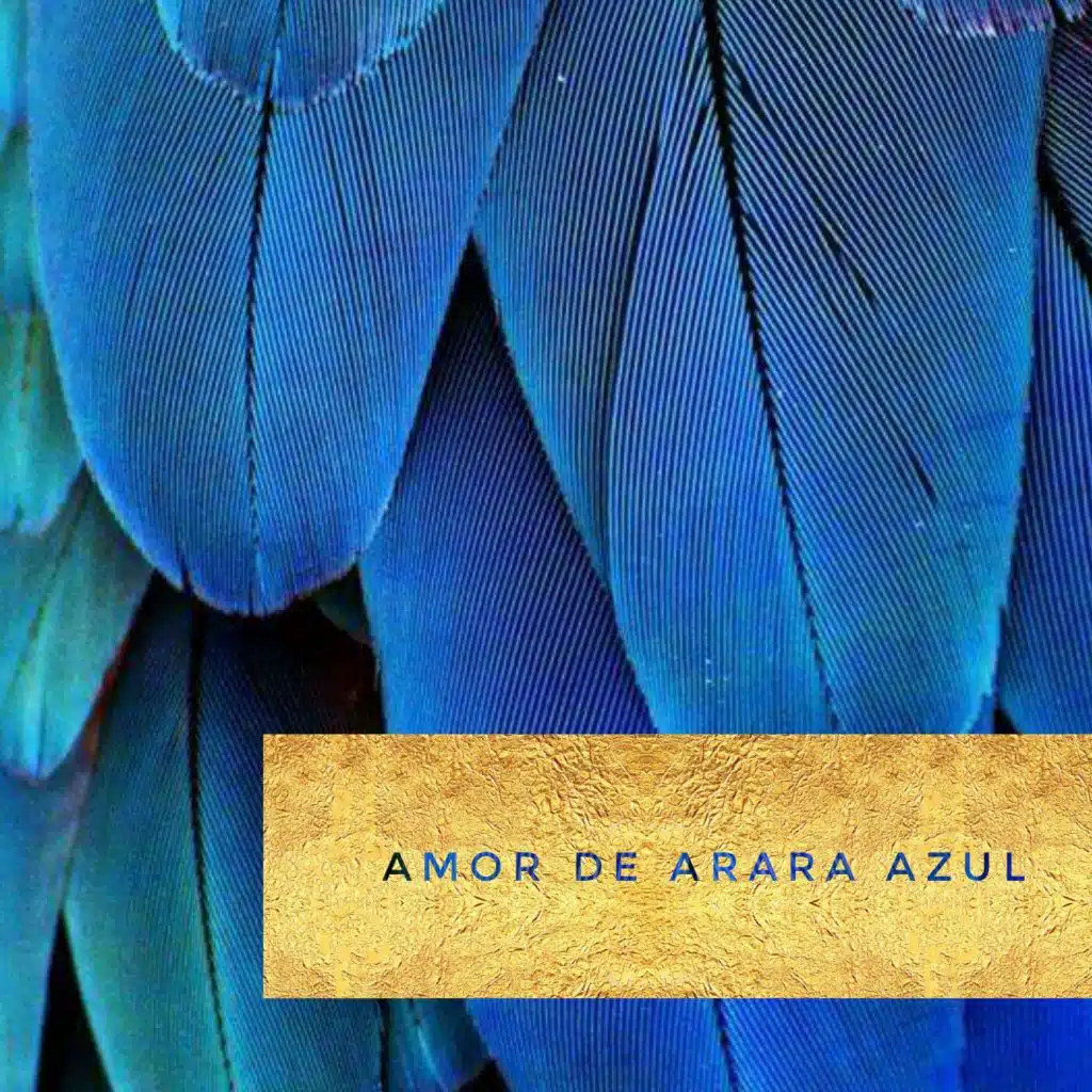 Amor de Arara Azul