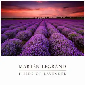 Fields Of Lavender