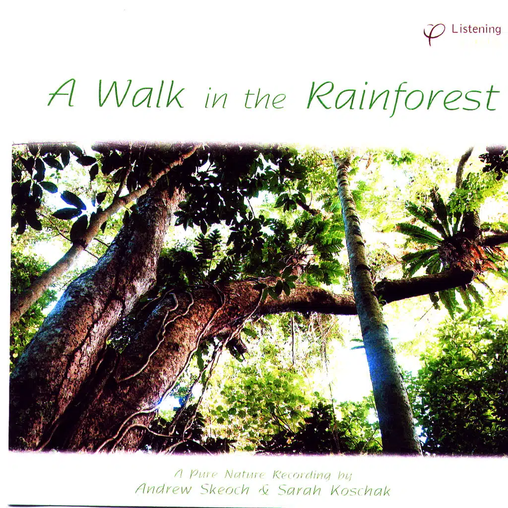 A Walk in the Rainforest