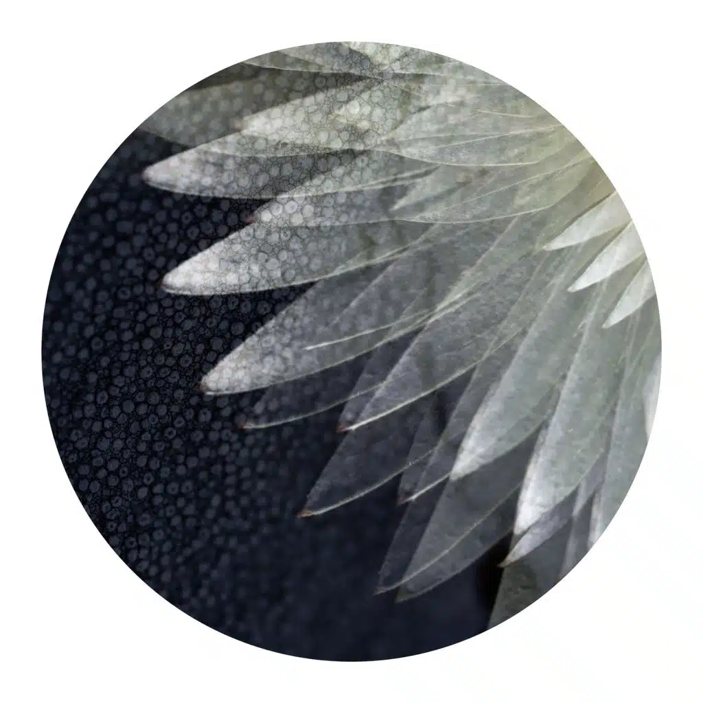 A Consequence of Culture (Ambient Version)