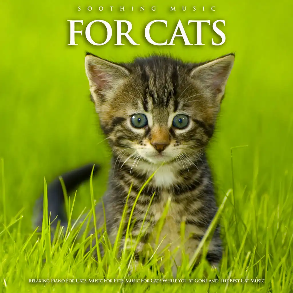 Piano Music For Cats