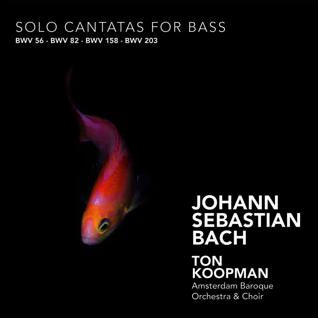 Bach: Solo Cantatas for Bass