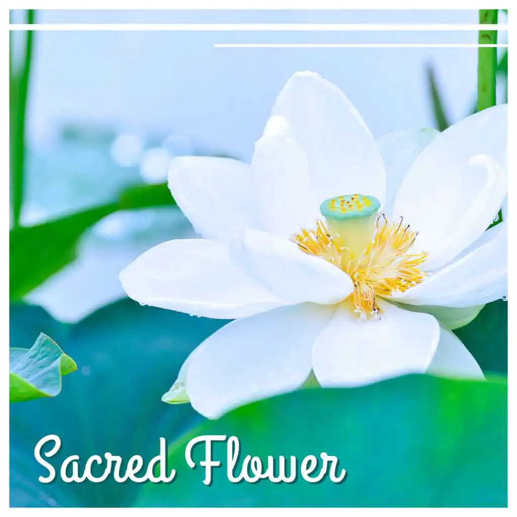 Sacred Flower - Rise and Bloom to Achieve Enlightenment