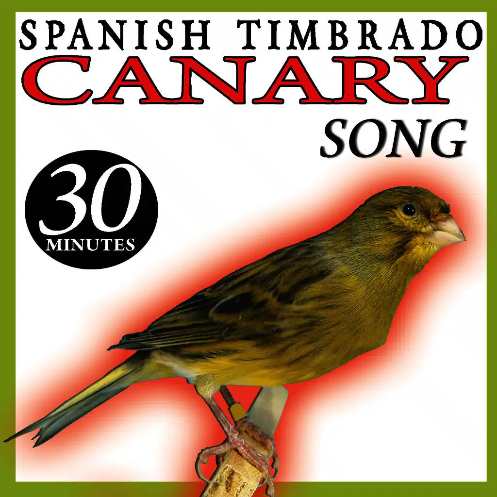 Spanish Timbrado Canary Song Birds Sounds