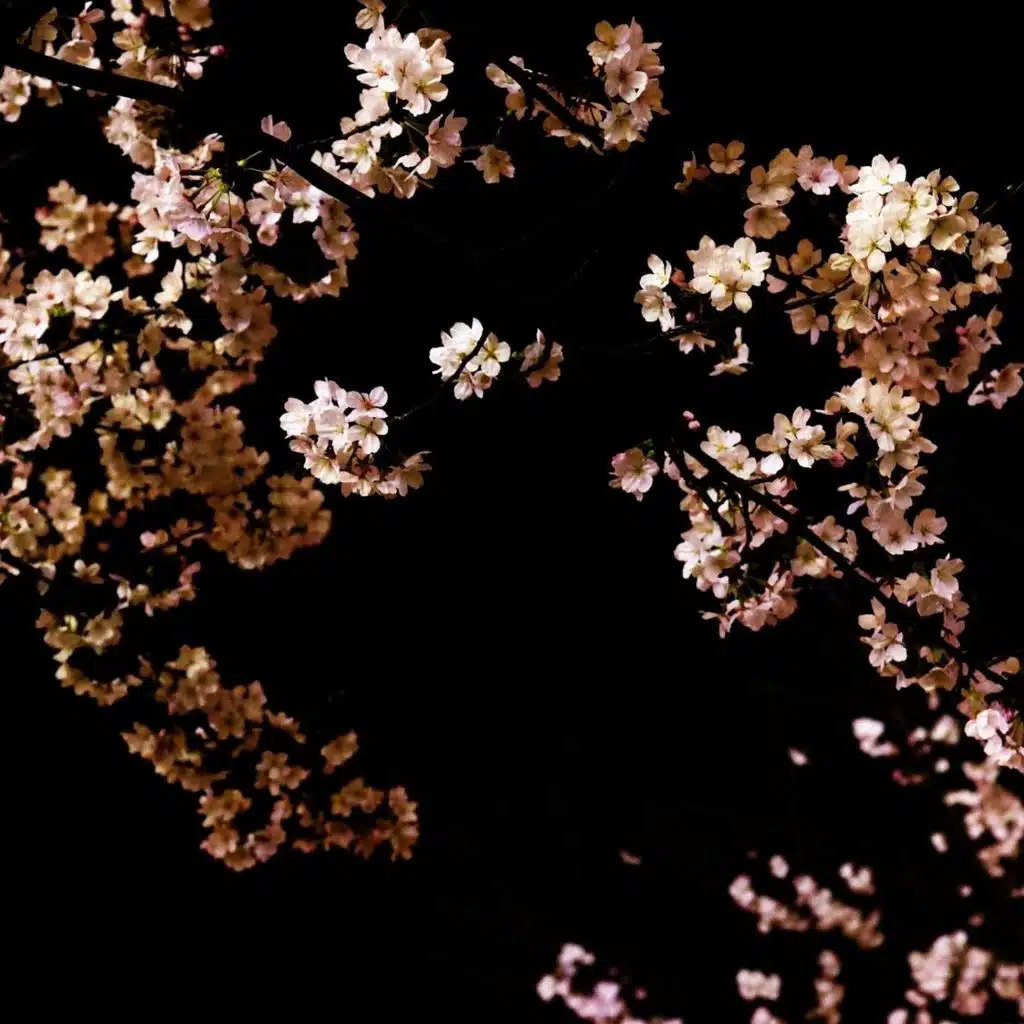 Blossom