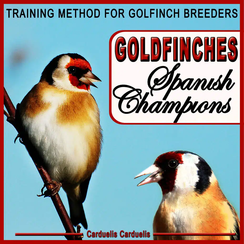 Goldfinches Spanish Champions. Training Method for Goldfinch Breeders - Carduelis Carduelis -