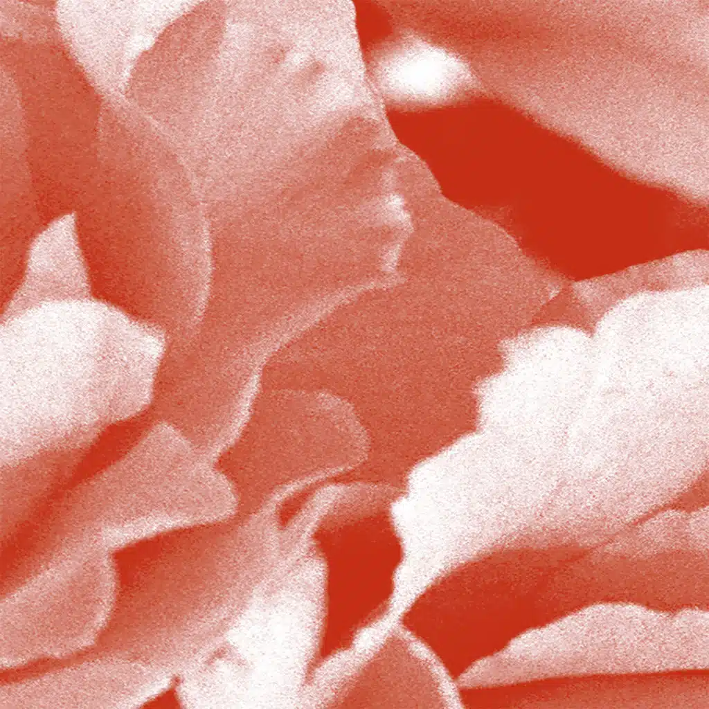 Dia  Vermelho