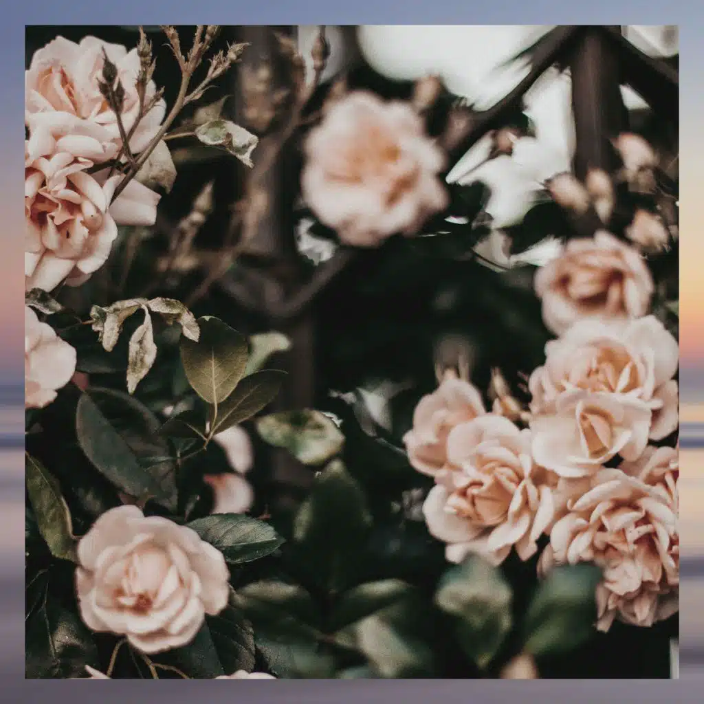 I'll Never Let You Go (feat. Dhan)