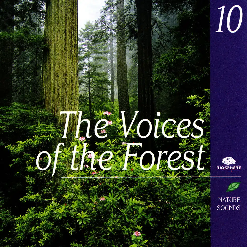 The Voices Of The Forest (Les Voix De La Forêt)