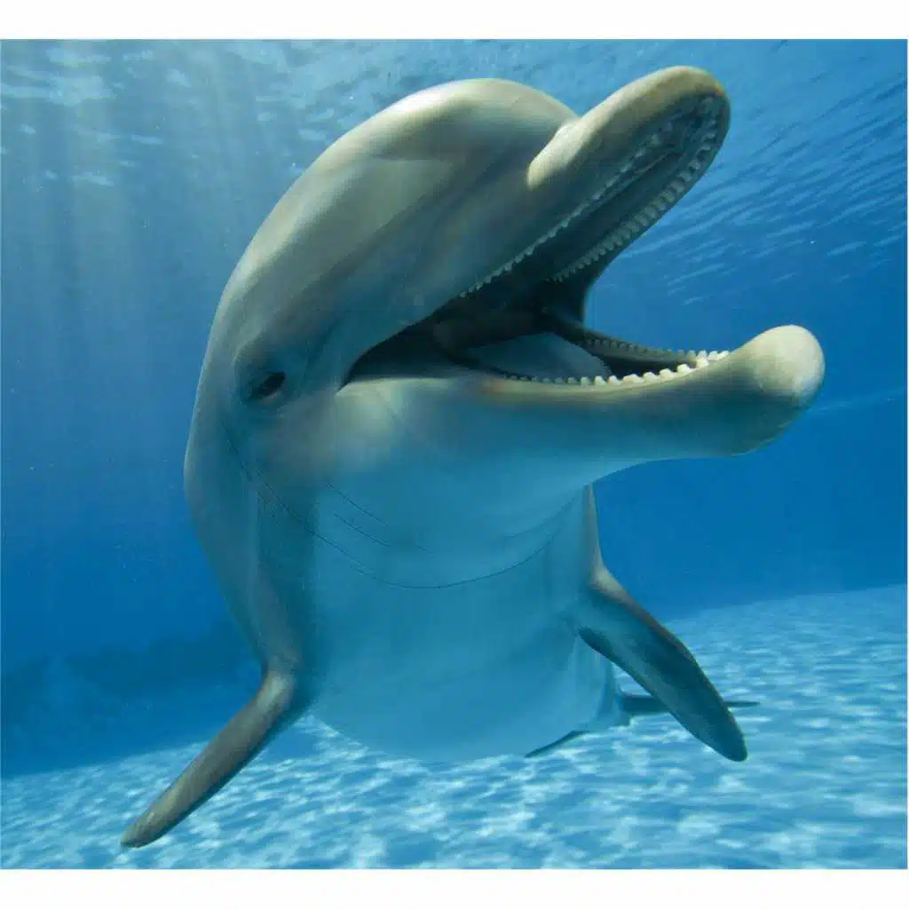 The Order of the Dolphin