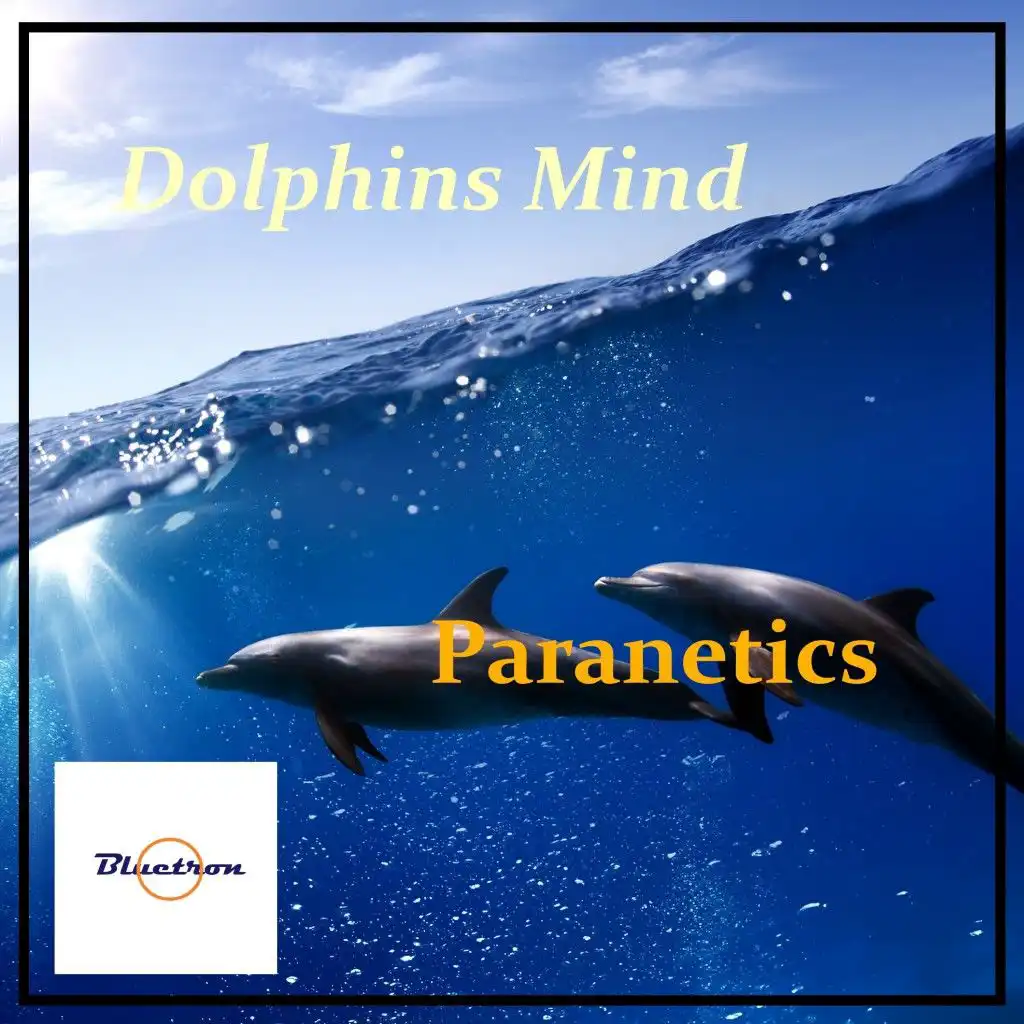 Dolphins Mind