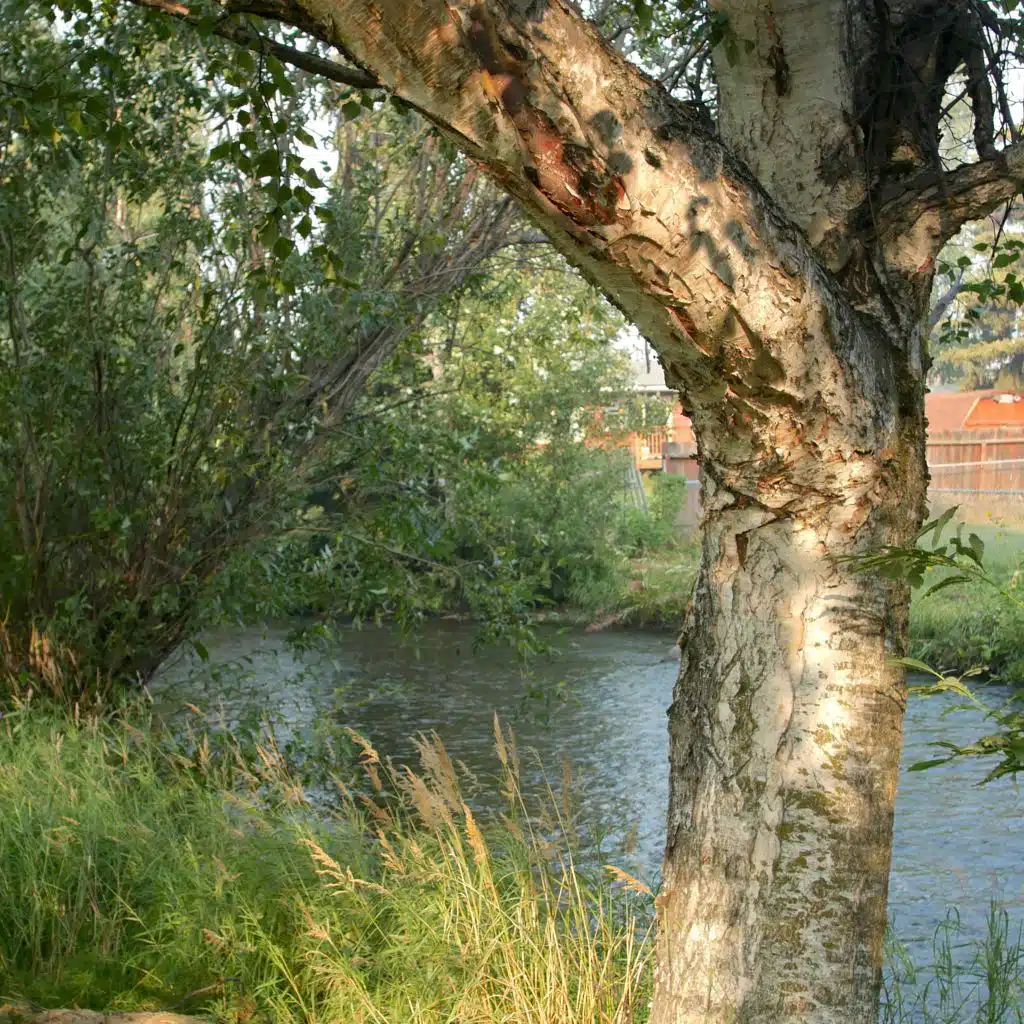 Smoke from Swan Lake