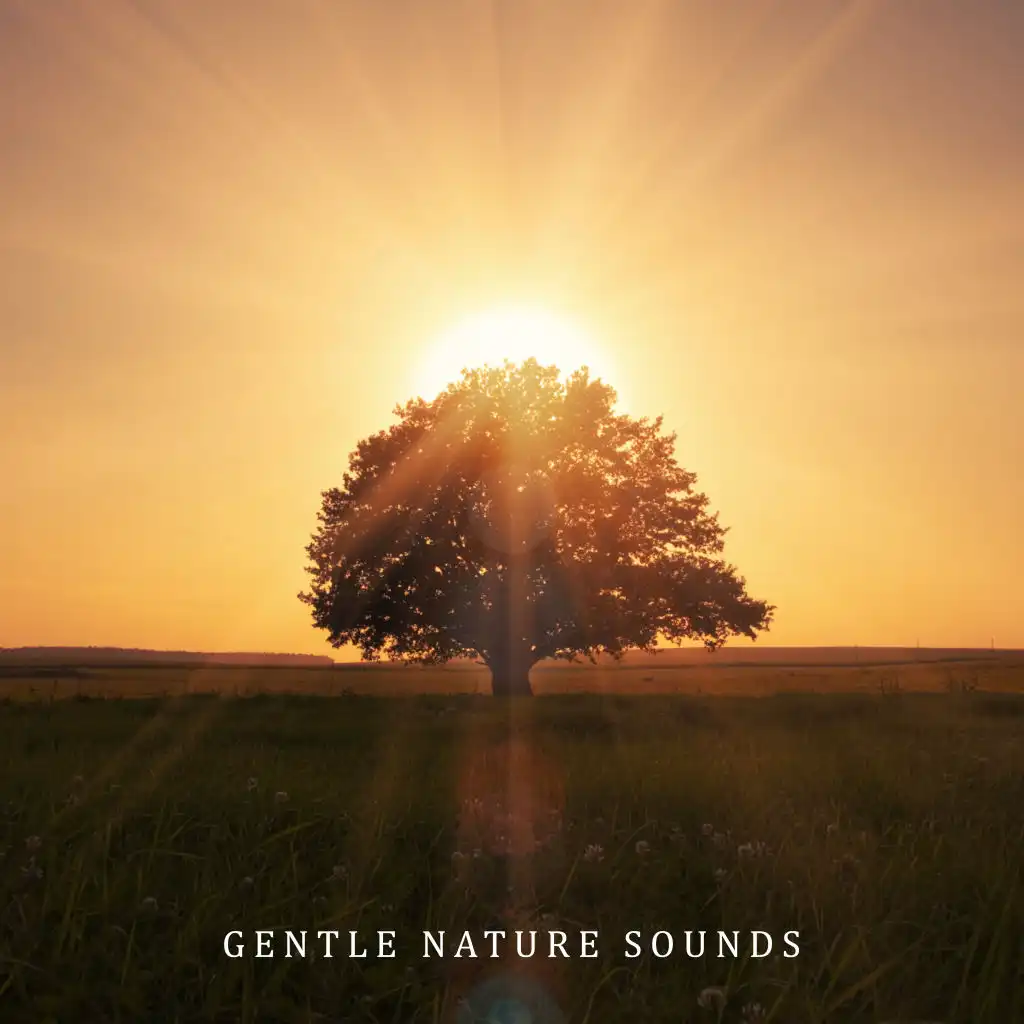 Gentle Nature Sounds: Perfect Relax Zone, Nature Music